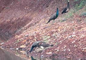 De-silting activities - supports human animals