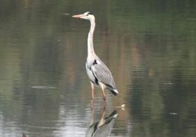 De-silting activities near Bird Sanctuary